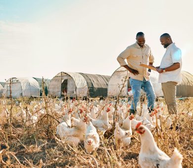 Black people, clipboard and farm with chicken in agriculture together, live stock and outdoor crops Black people, clipboard and farm with chicken in agriculture together, live stock and outdoor crops